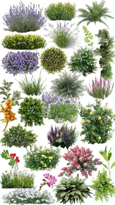 植物设计图